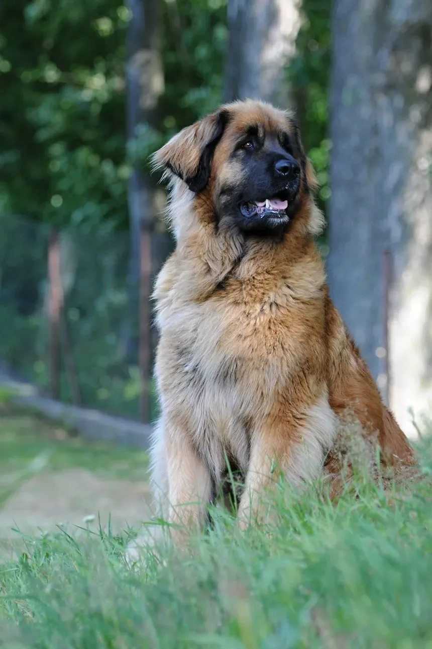Melhor Ração para Cães com Alergias e Infecções de Ouvido