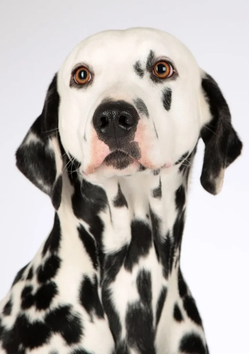 Melhor Ração para Cães com Alergias e Infecções de Ouvido