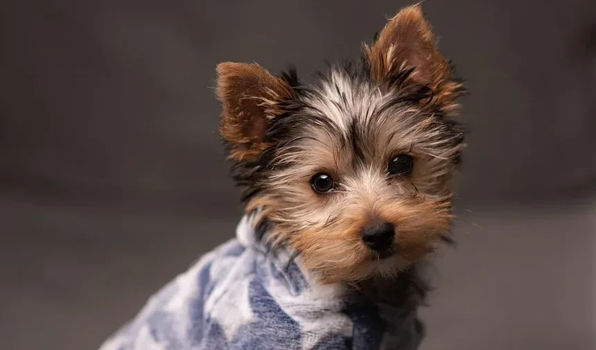 Melhor Ração para Cães com Alergias e Infecções de Ouvido