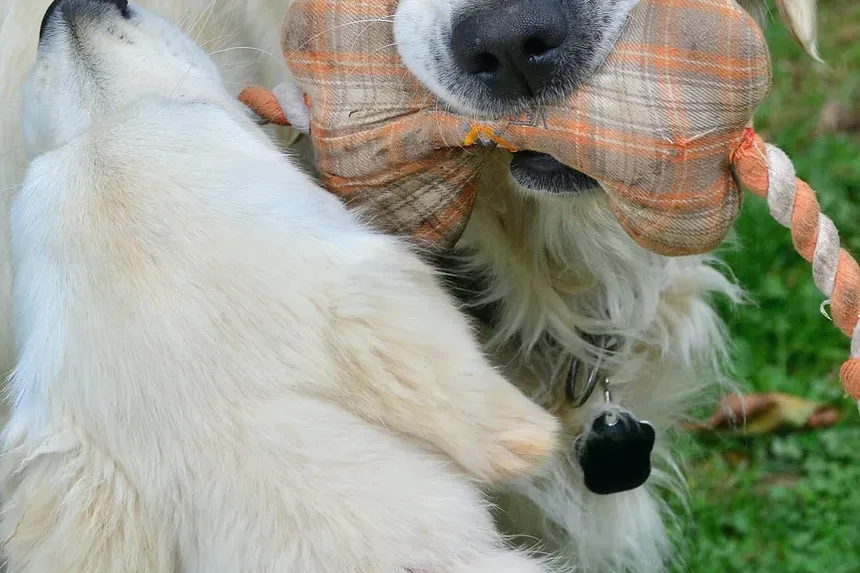Melhor Ração para Cães com Alergias e Infecções de Ouvido