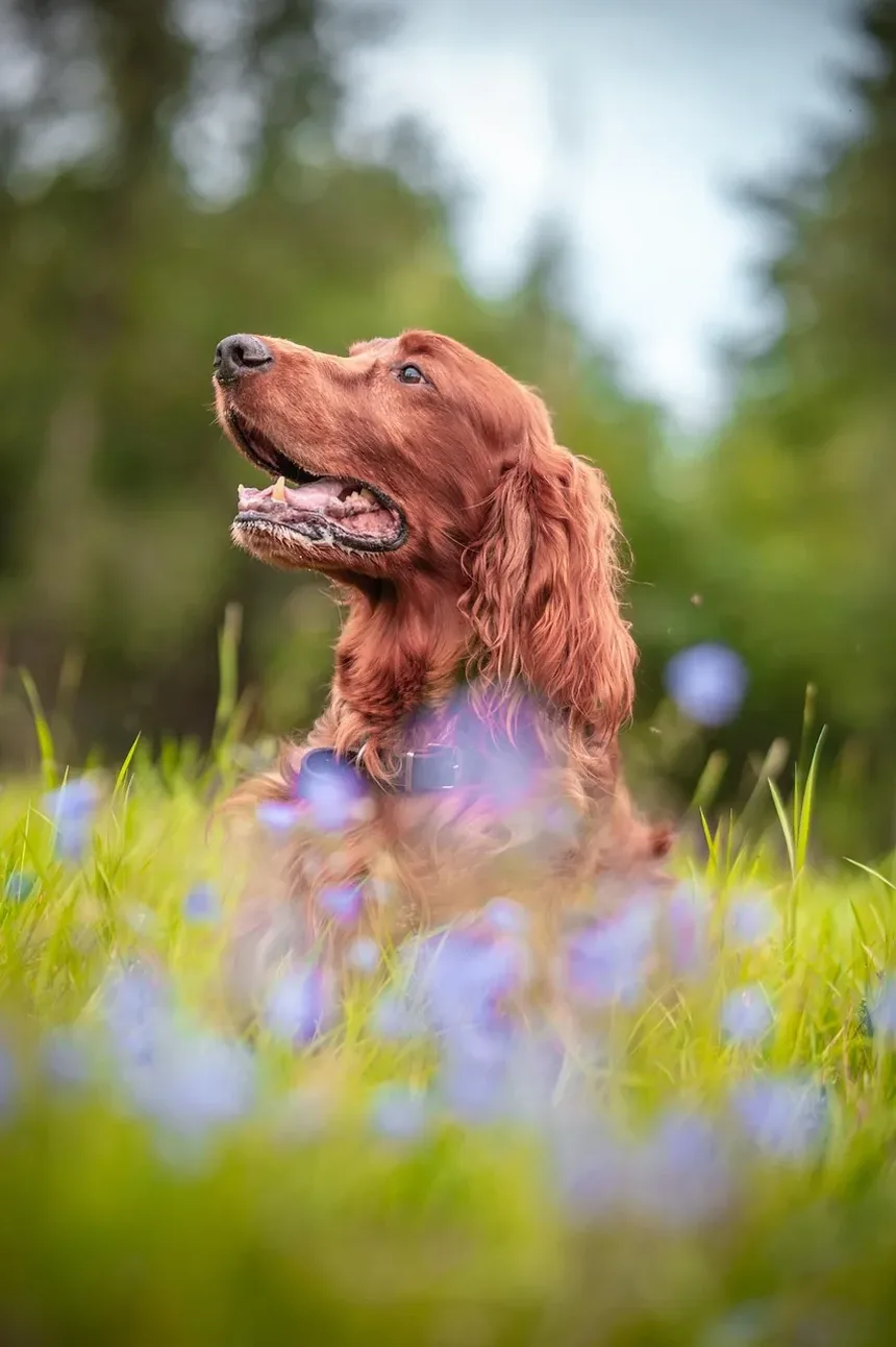 Melhor Alimentação para Cães Hipoalergênicos: Um Guia Completo