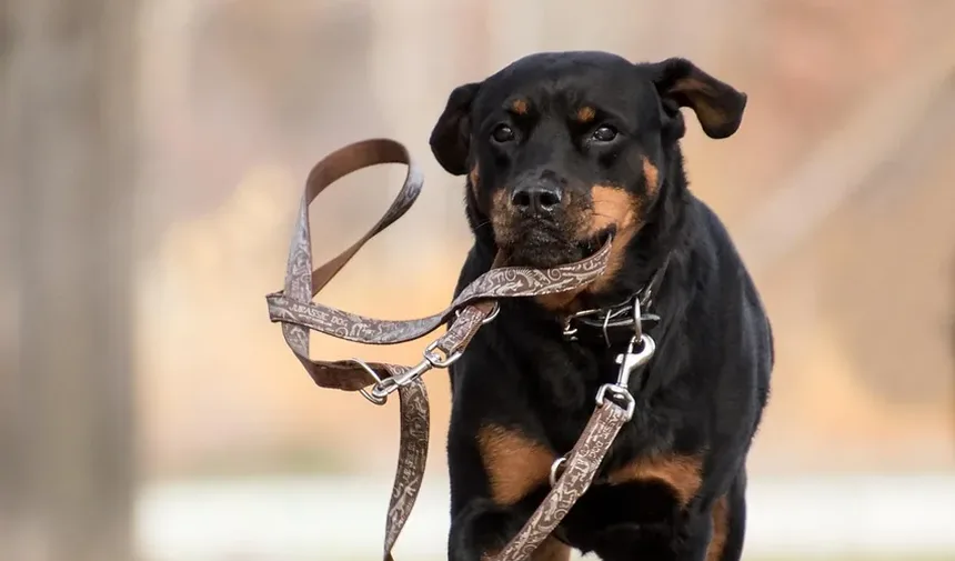 Melhor Alimentação para Cães Hipoalergênicos: Um Guia Completo