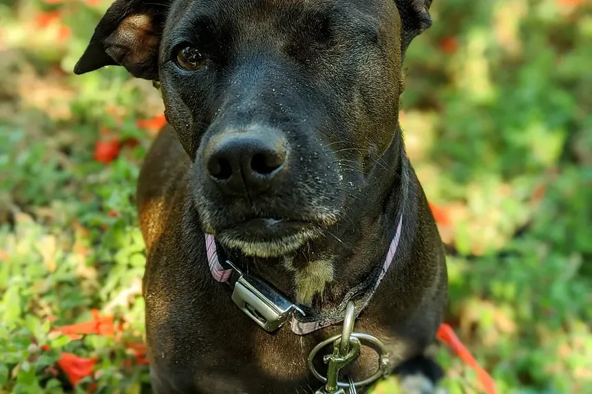 Melhor Alimentação para Cães Hipoalergênicos: Um Guia Completo