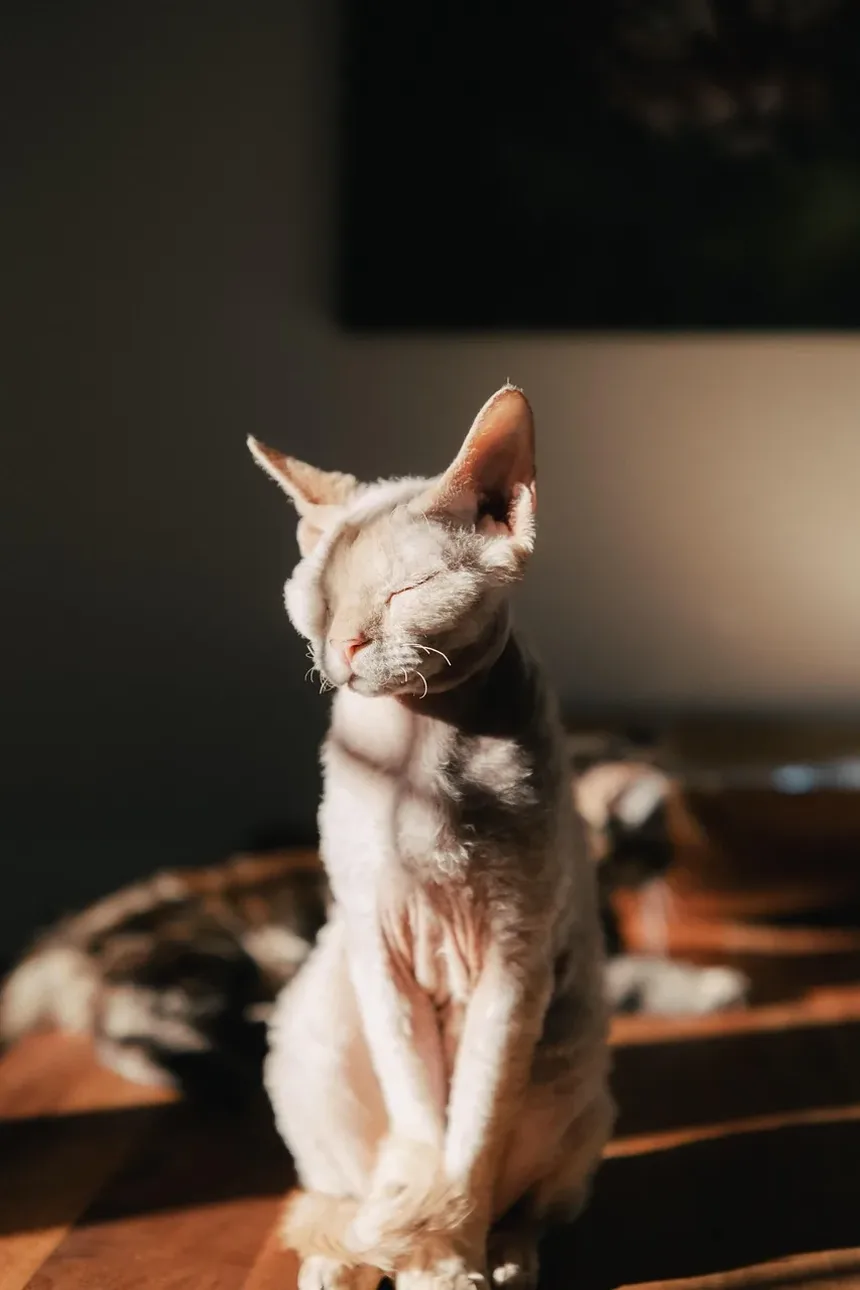 Melhor Ração Úmida Hipoalergênica para Gatos: Um Guia Completo