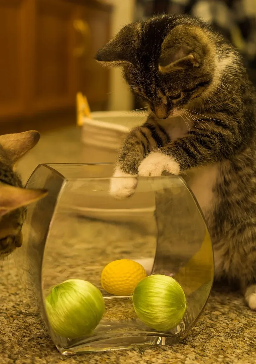 Melhor Ração Úmida Hipoalergênica para Gatos: Um Guia Completo