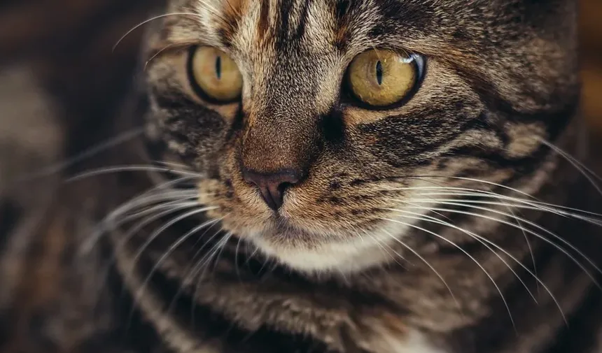 Melhor Ração Úmida Hipoalergênica para Gatos: Um Guia Completo