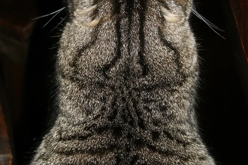 Melhor Ração Úmida Hipoalergênica para Gatos: Um Guia Completo