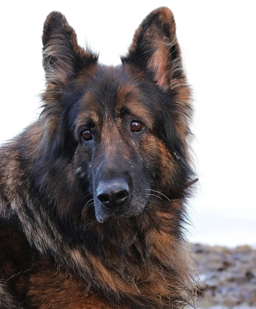 Os Cães Podem Ter Reações Adversas às Vacinas?