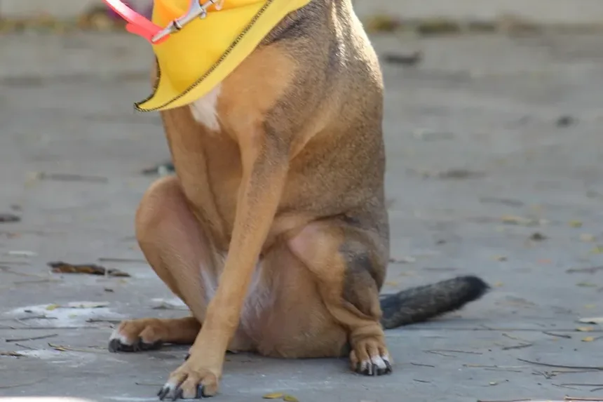 Os Cães Podem Ter Reações Adversas às Vacinas?