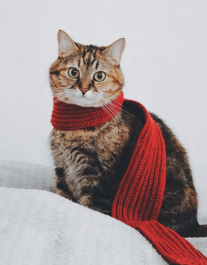 Compreendendo e Tratando o Olho Irritado e Vermelho do Seu Gato