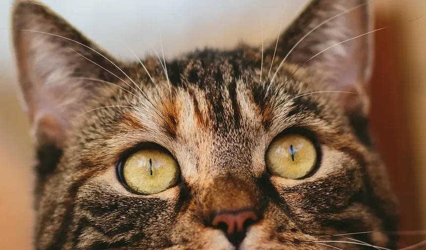 Compreendendo e Tratando o Olho Irritado e Vermelho do Seu Gato