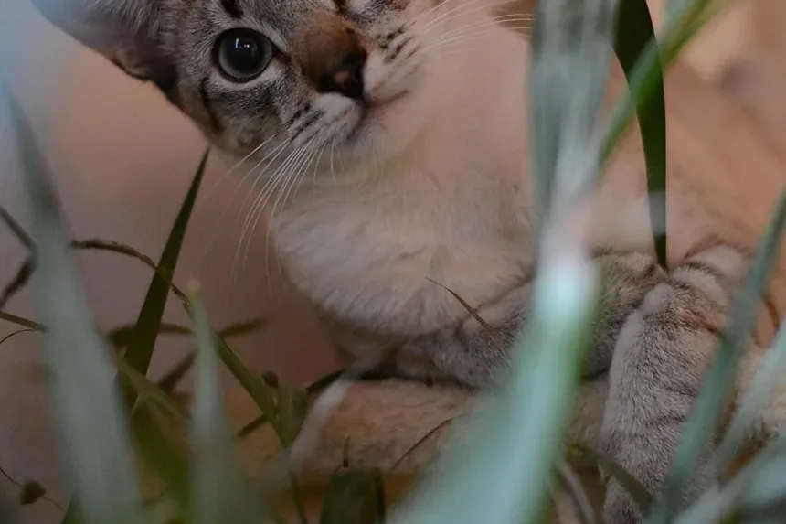 Compreendendo e Tratando o Olho Irritado e Vermelho do Seu Gato