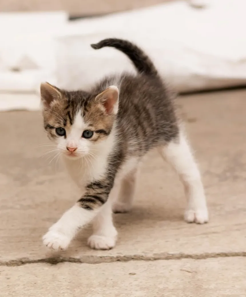 Itens Domésticos Comuns Tóxicos para Gatos