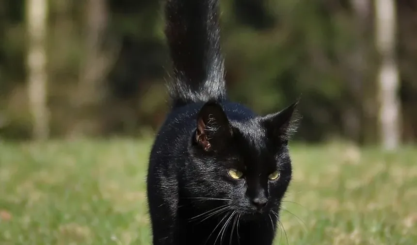 Itens Domésticos Comuns Tóxicos para Gatos