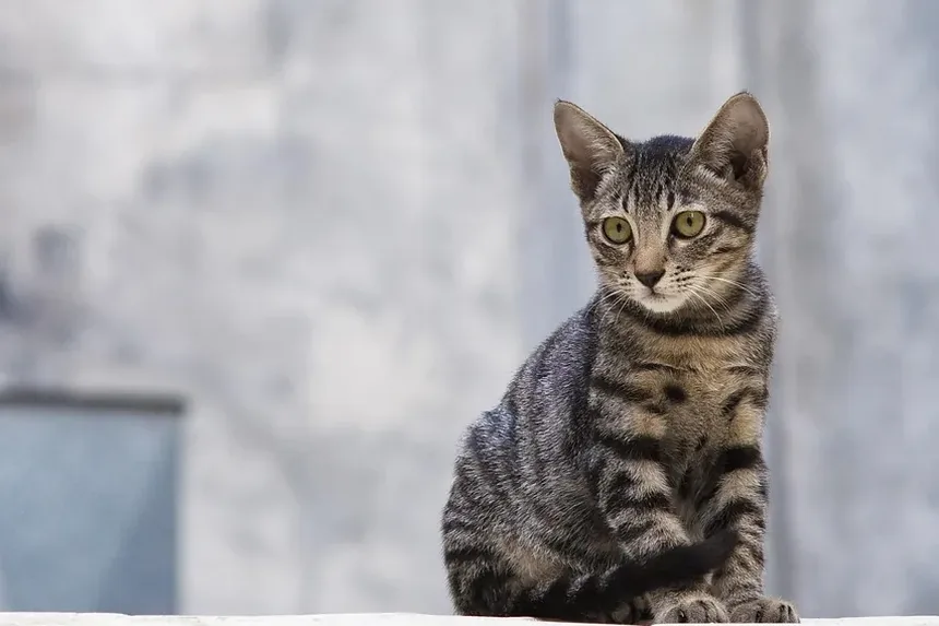Itens Domésticos Comuns Tóxicos para Gatos