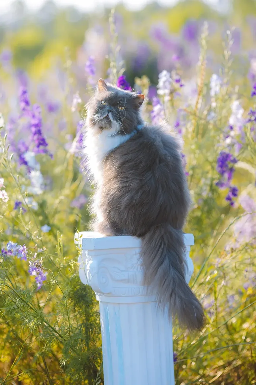 Meu Gato Precisa de Ração para Idosos? Entendendo as Necessidades Nutricionais de Gatos Envelhecendo