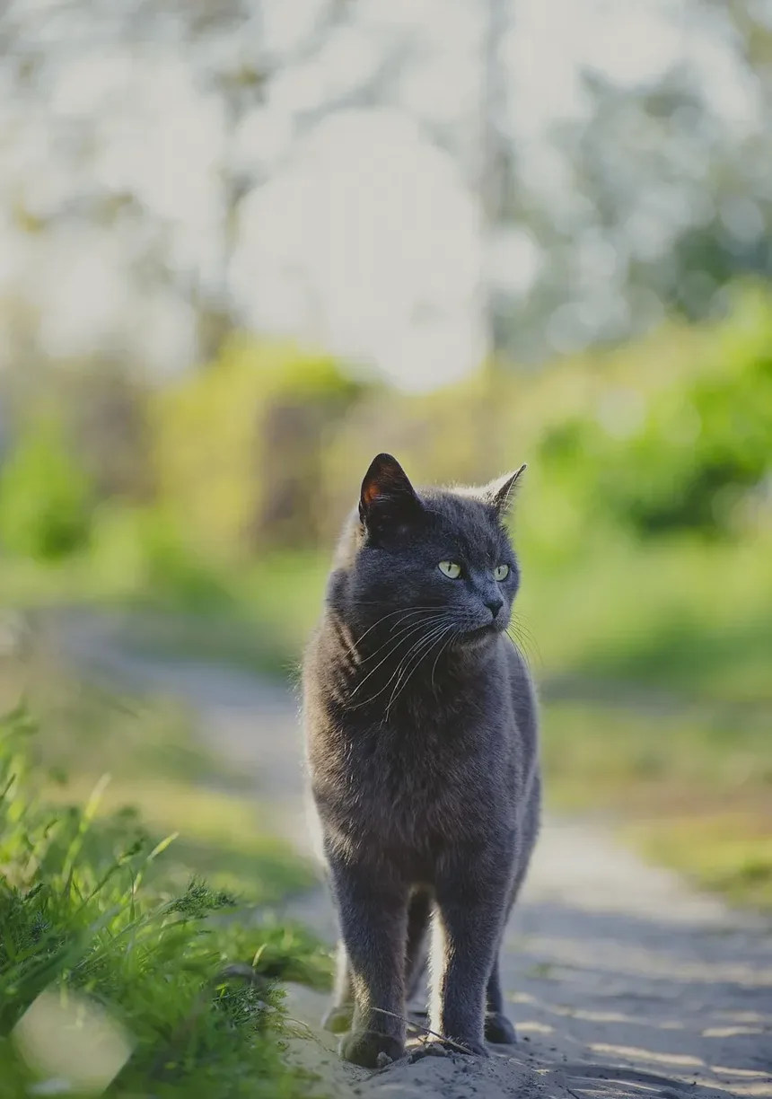 Meu Gato Precisa de Ração para Idosos? Entendendo as Necessidades Nutricionais de Gatos Envelhecendo