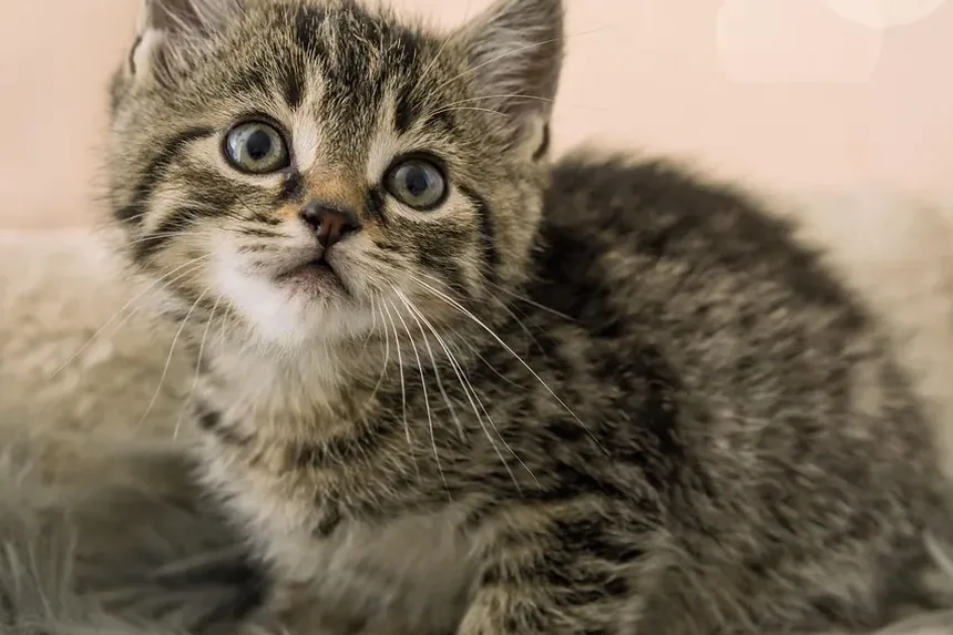 Meu Gato Precisa de Ração para Idosos? Entendendo as Necessidades Nutricionais de Gatos Envelhecendo