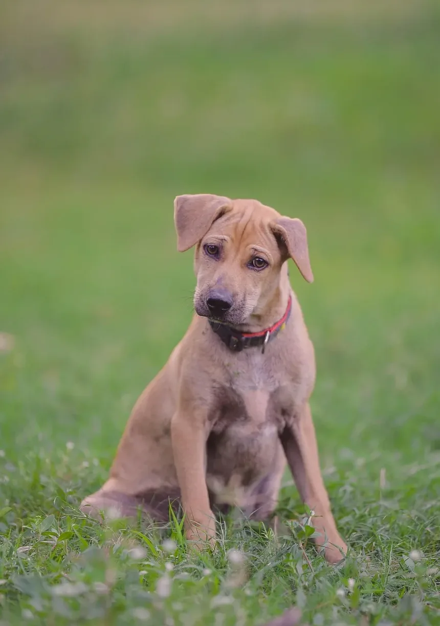 Remédios Naturais para Infecções de Ouvido em Cães: Soluções Eficazes para Seu Companheiro Canino