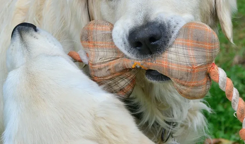 Remédios Naturais para Infecções de Ouvido em Cães: Soluções Eficazes para Seu Companheiro Canino