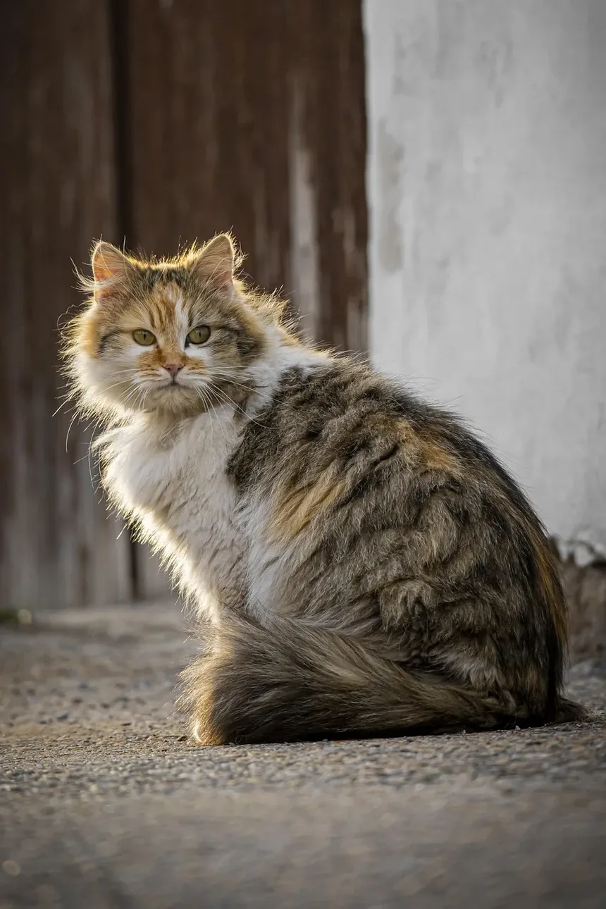 Cuidados de Emergência para Gatos Feral: Um Guia Completo