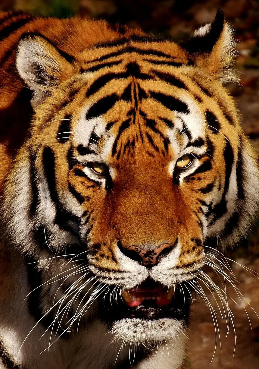 Cuidados de Emergência para Gatos Feral: Um Guia Completo