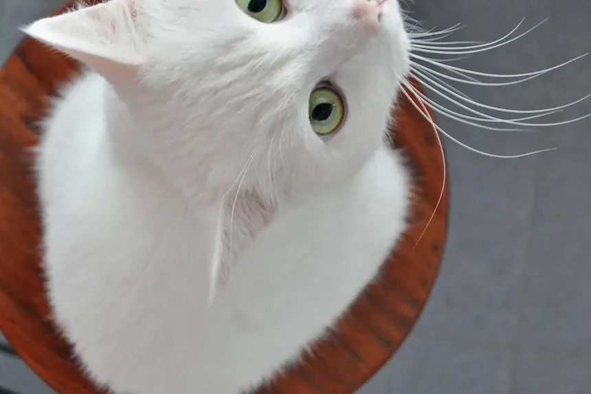 Cuidados de Emergência para Gatos Feral: Um Guia Completo