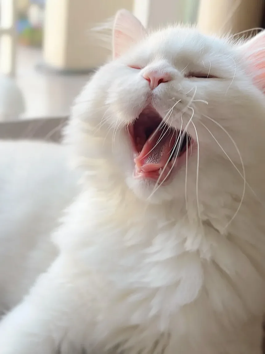 Sala de Emergência para Arranhões de Gato: Quando Buscar Atendimento Veterinário Imediato