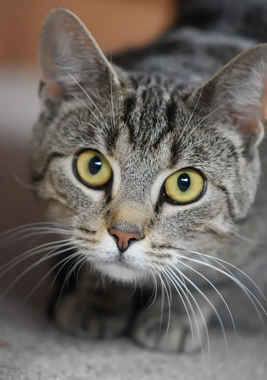 Sala de Emergência para Arranhões de Gato: Quando Buscar Atendimento Veterinário Imediato