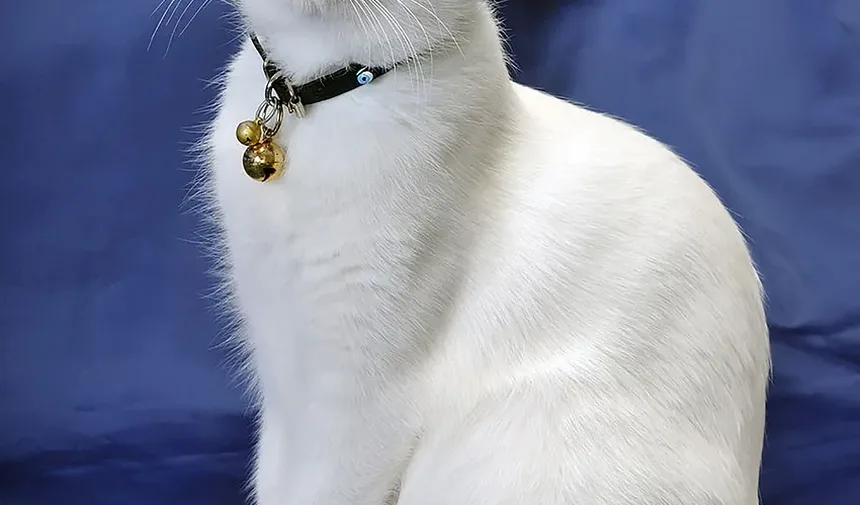 Sala de Emergência para Arranhões de Gato: Quando Buscar Atendimento Veterinário Imediato