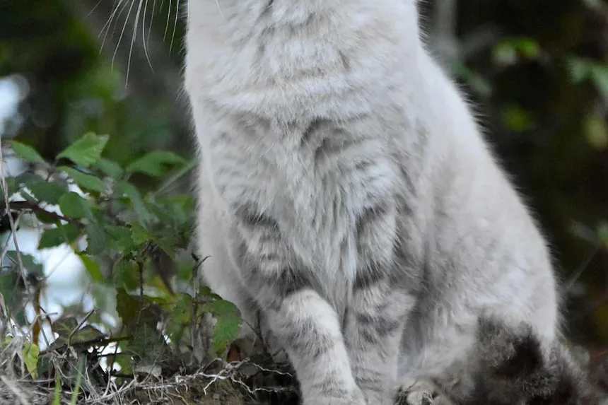 Sala de Emergência para Arranhões de Gato: Quando Buscar Atendimento Veterinário Imediato