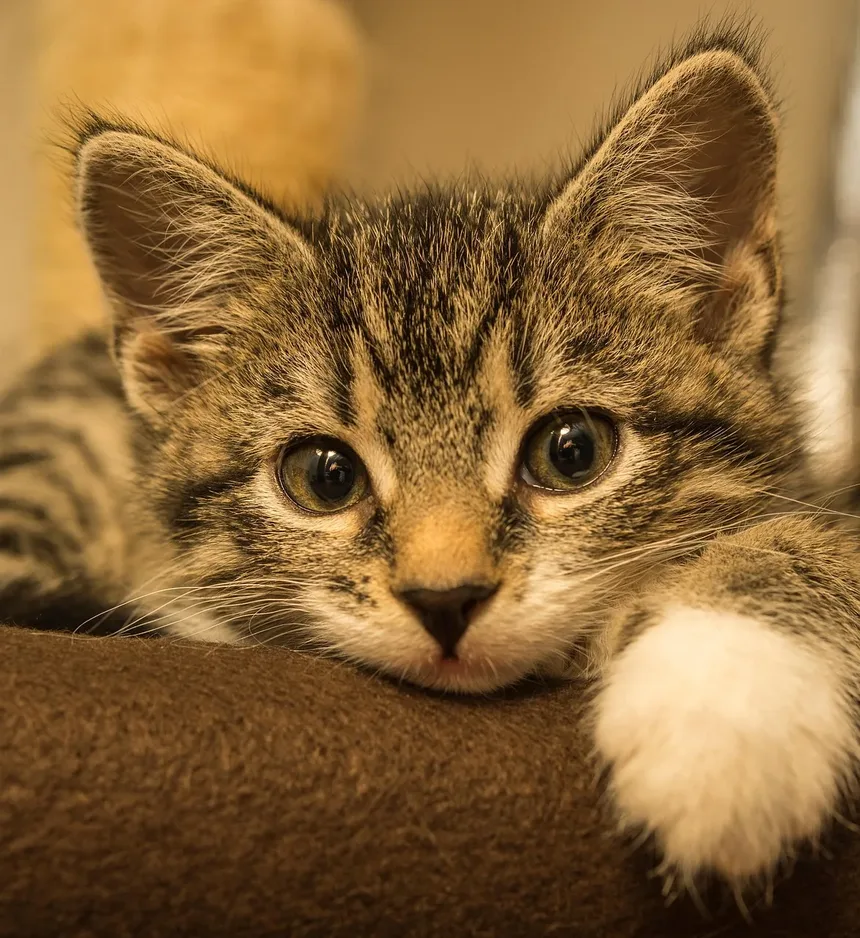 Tratamento de Emergência para Constipação em Gatos