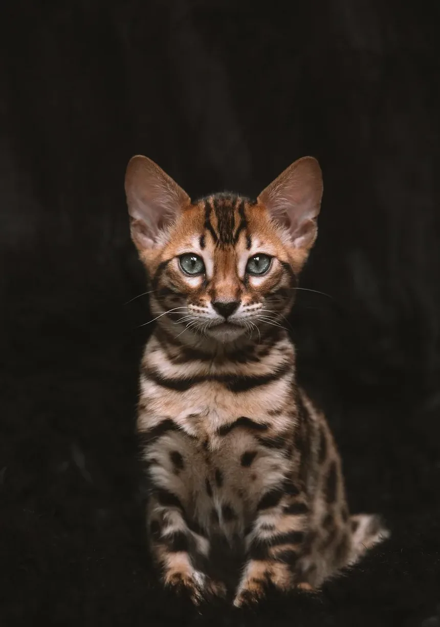 Tratamento de Emergência para Constipação em Gatos