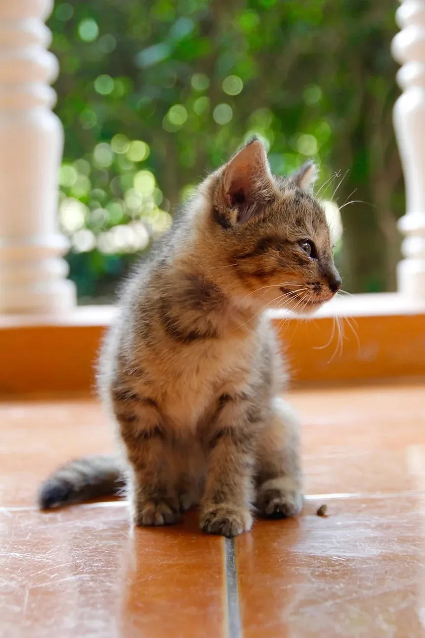 Cuidados Veterinários de Emergência para Gatos Abandonados: Um Guia Completo