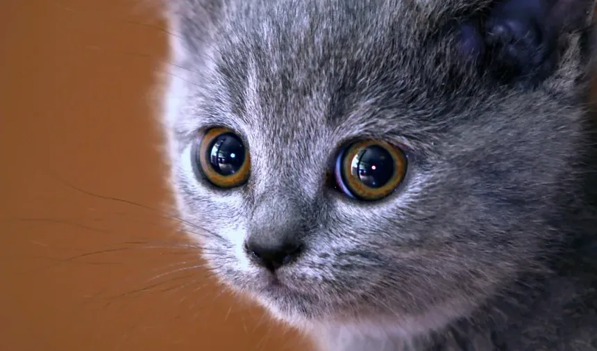 Cuidados Veterinários de Emergência para Gatos Abandonados: Um Guia Completo