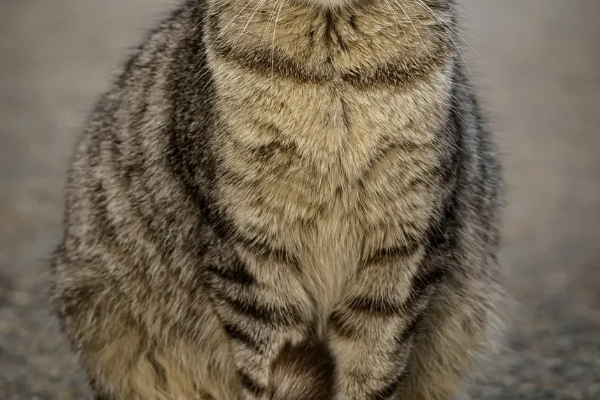 Cuidados Veterinários de Emergência para Gatos Abandonados: Um Guia Completo