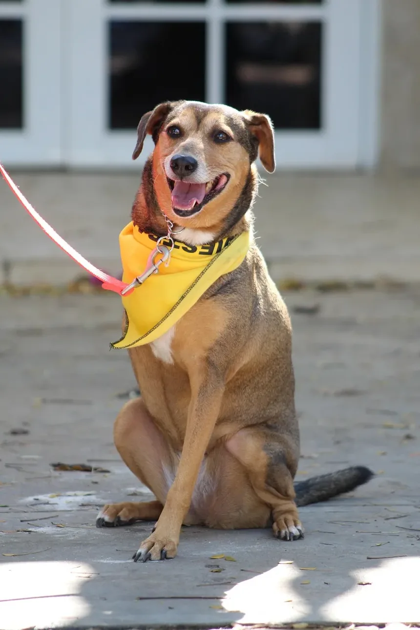 Plano de Exercícios para Cães com Sobrepeso: Um Guia Completo