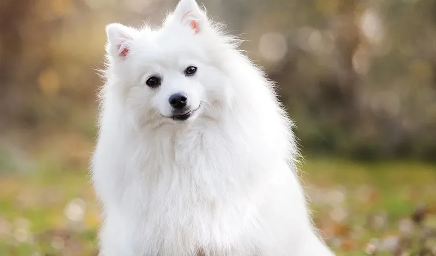 Plano de Exercícios para Cães com Sobrepeso: Um Guia Completo