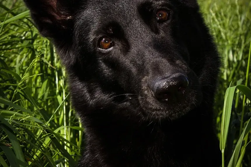 Plano de Exercícios para Cães com Sobrepeso: Um Guia Completo