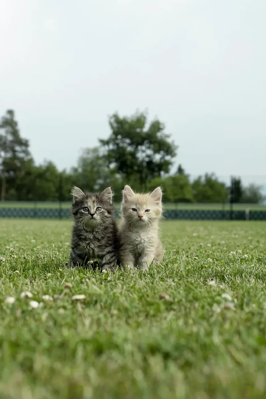 Remédios Herbais para Ansiedade em Gatos: Um Guia Completo