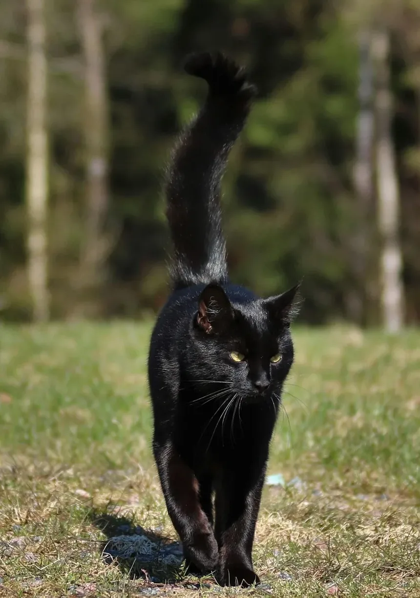 Remédios Herbais para Ansiedade em Gatos: Um Guia Completo