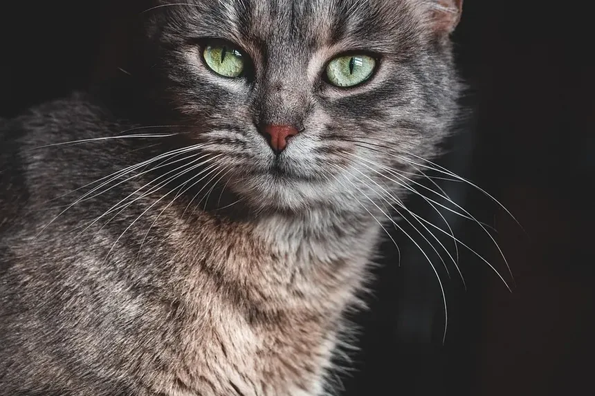 Remédios Herbais para Ansiedade em Gatos: Um Guia Completo