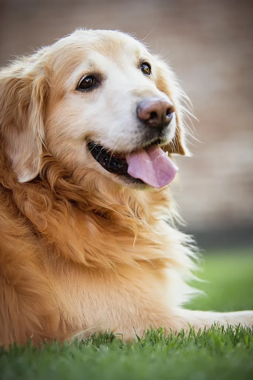 Como Cortar as Unhas do Meu Cão Quando Ele Não Deixa