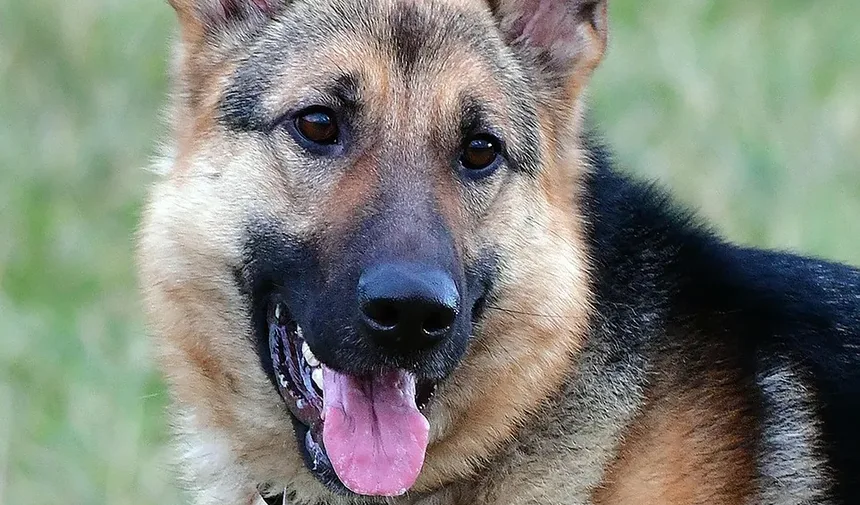 Como Cortar as Unhas do Meu Cão Quando Ele Não Deixa
