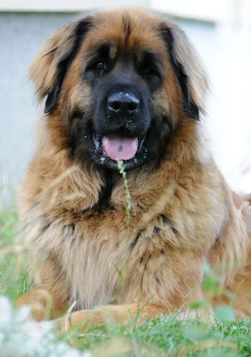Quanto Tempo Leva para Curar uma Torção na Perna de um Cão?