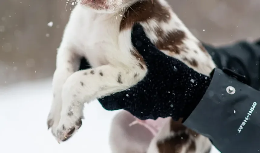 Quanto Tempo Leva para Curar uma Torção na Perna de um Cão?