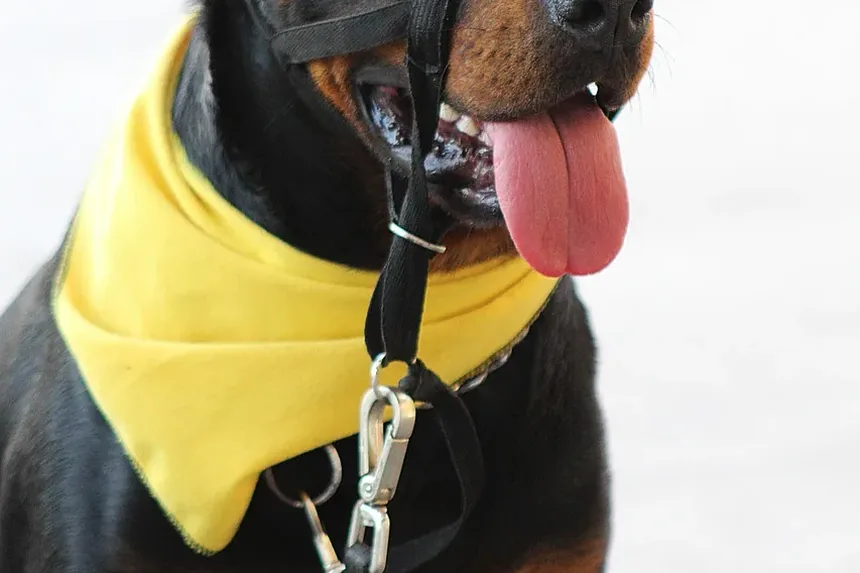 Quanto Tempo Leva para Curar uma Torção na Perna de um Cão?