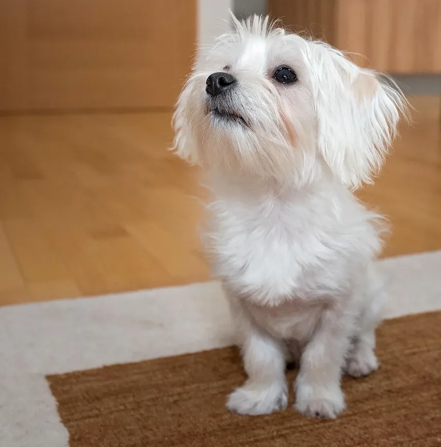 Como Identificar Alergias em Cães: Um Guia Completo