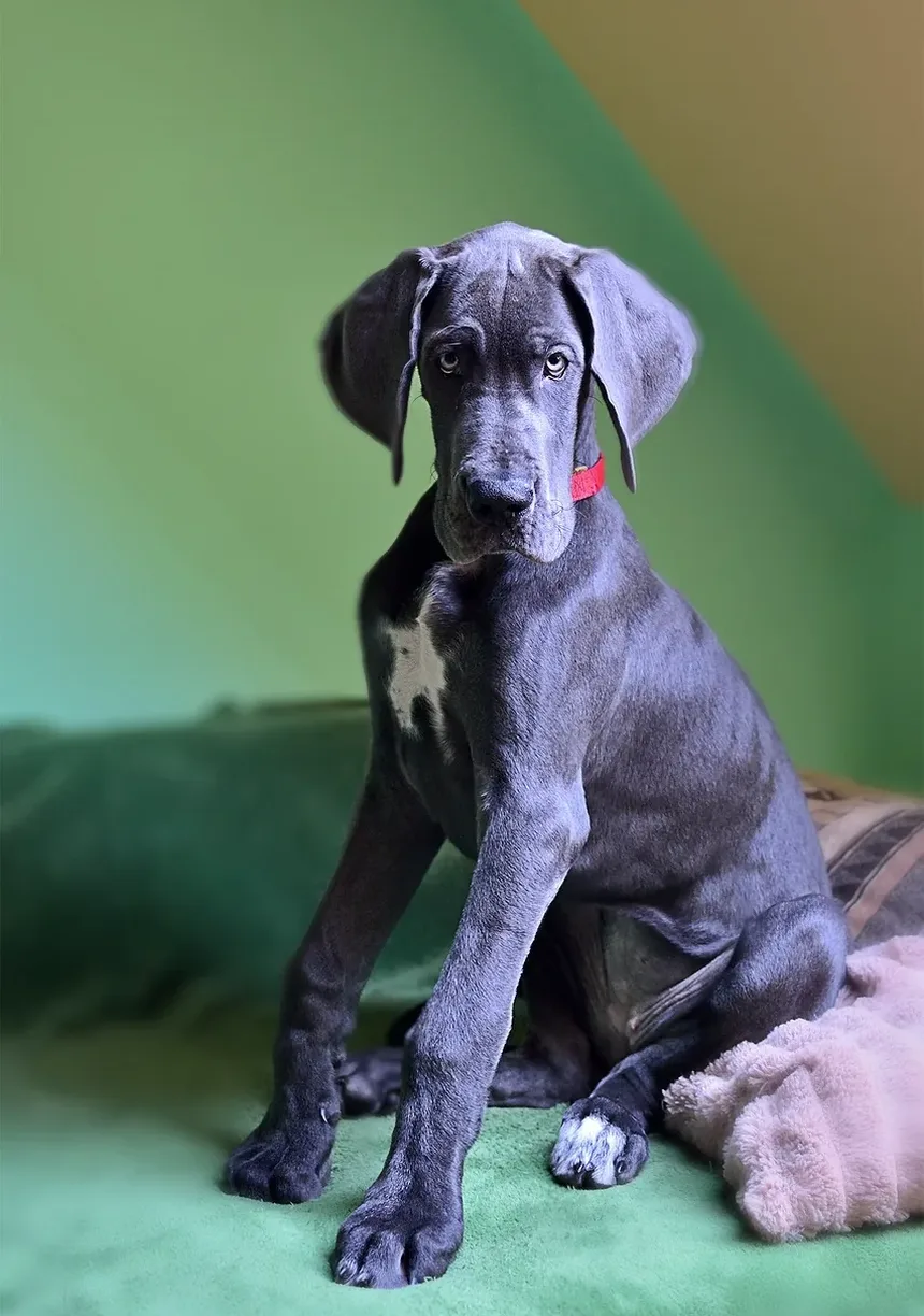 Como Identificar Alergias em Cães: Um Guia Completo