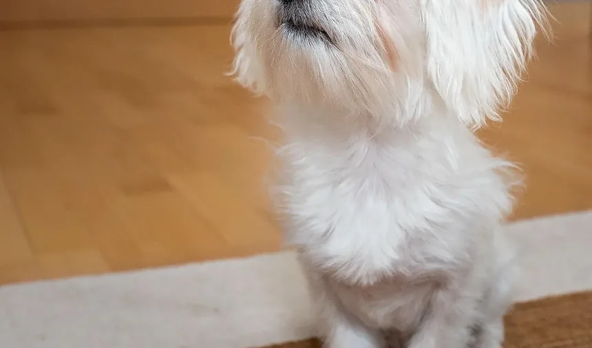 Como Impedir que Cães Comam Plantas Venenosas